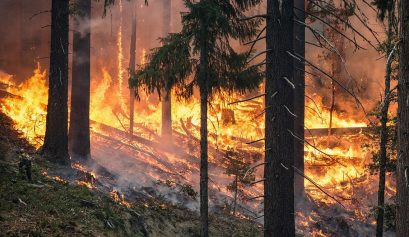 Metsäpalo roihuaa kuusikossa