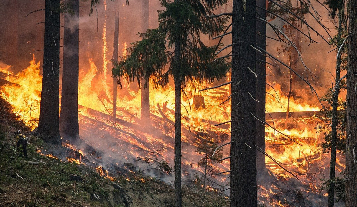 Metsäpalo roihuaa kuusikossa