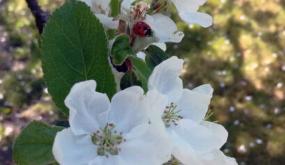 Leppäkerttu kukalla