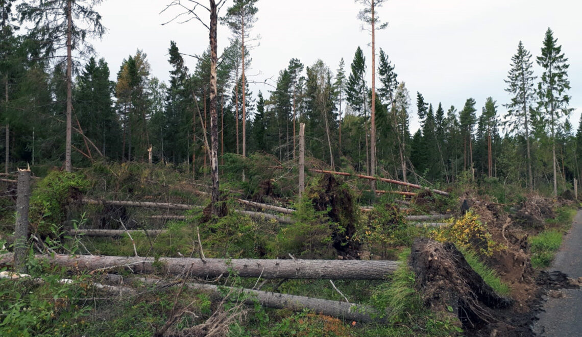 Aila-myrskyn aiheuttamia puustotuhoja