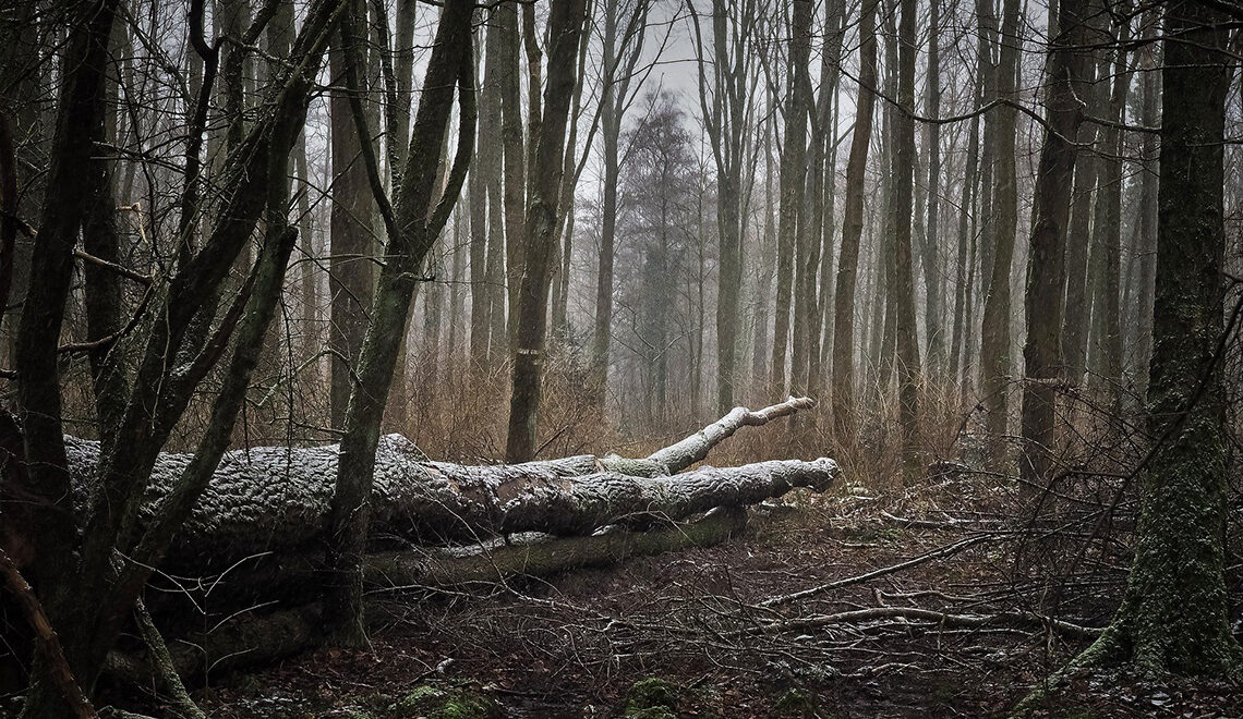 marraskuinen harmaa, pienessä kuurassa oleva metsämaisema