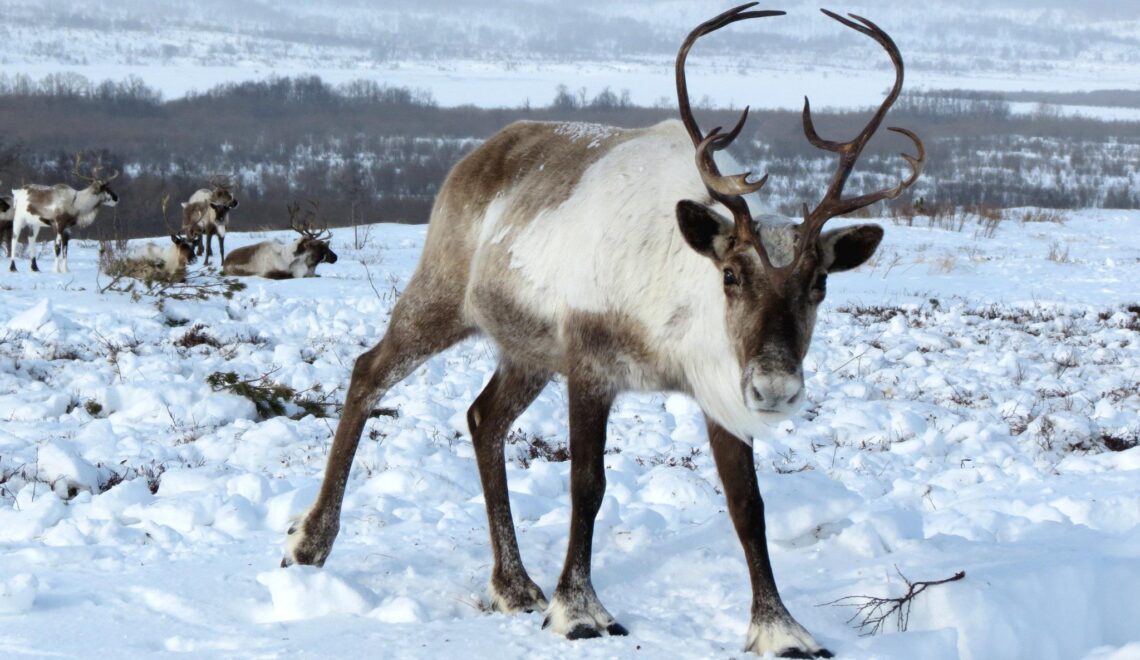 Climate data supports the adaptation of reindeer husbandry to climate change in Finland