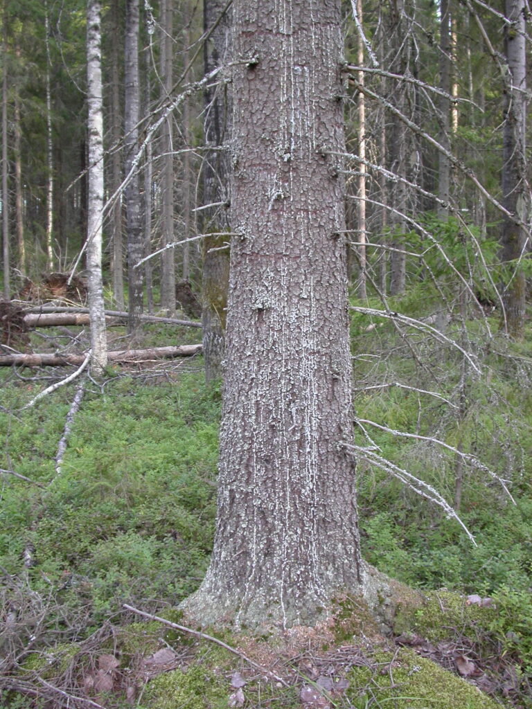 Pihkavuotoa kuusen rungolla