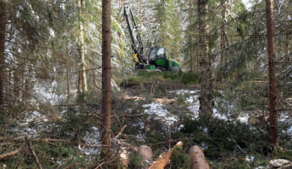 Metsäkone tekemässä hakkuuta