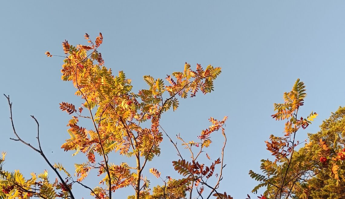 Ilmastokatsaus-digilehti syyskuu 2025