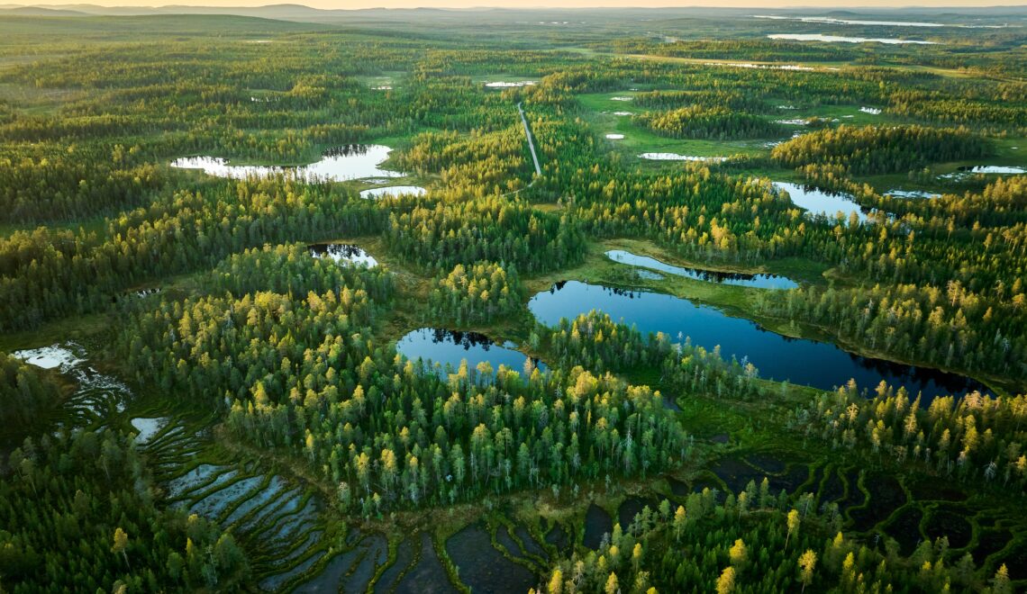 Lapin vuosilustoaineistot kertovat menneiden kesien lämpötiloista