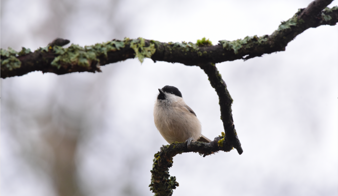 Ilmastokatsaus-digilehti marraskuu 2025