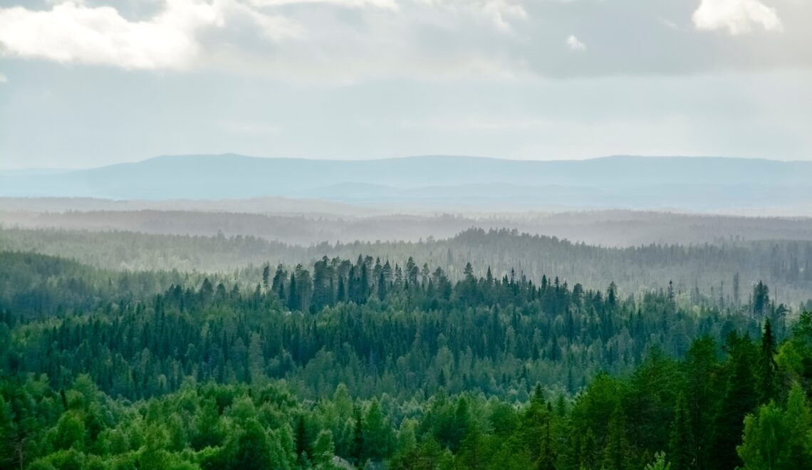 Metsänhoito tarjoaa keinoja ilmastonmuutokseen sopeutumiseen